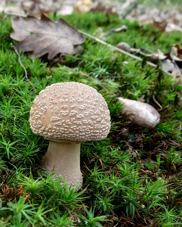 muchotrávka červenkastá Amanita rubescens Pers.