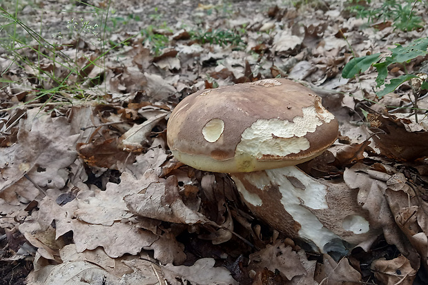 hríb dubový Boletus reticulatus Schaeff.