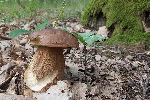 hríb dubový Boletus reticulatus Schaeff.