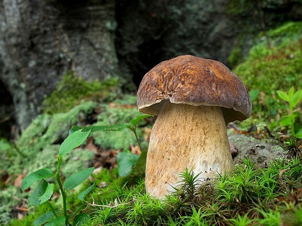 hríb dubový Boletus reticulatus Schaeff.