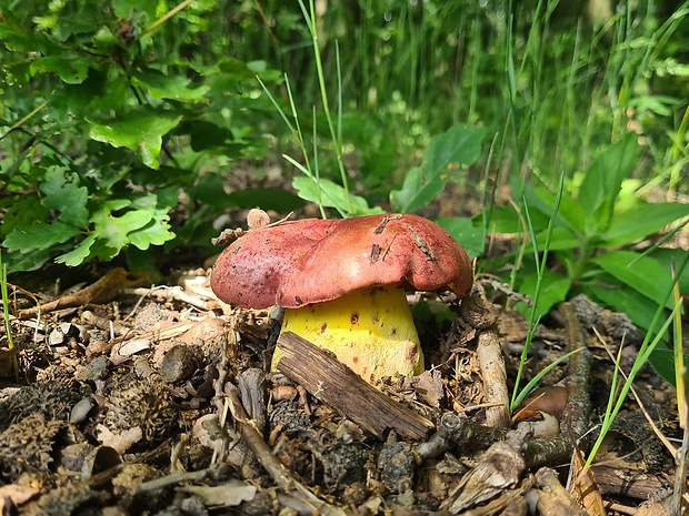 hríb kráľovský Butyriboletus regius (Krombh.) D. Arora & J.L. Frank