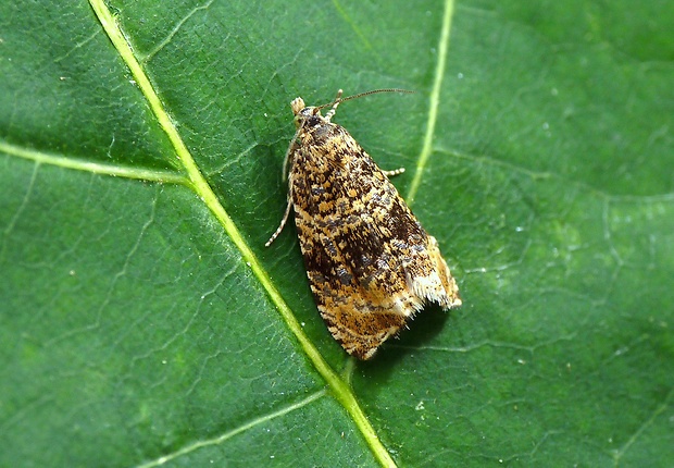 obaľovač kalužinový Celypha lacunana