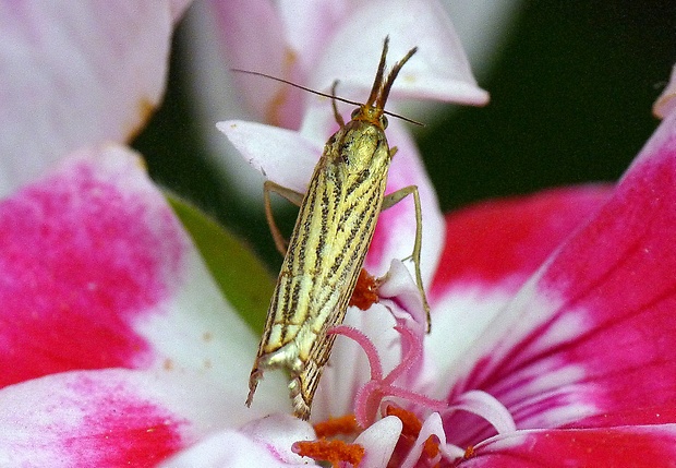 trávovec mriiežkovaný Chrysocrambus craterella