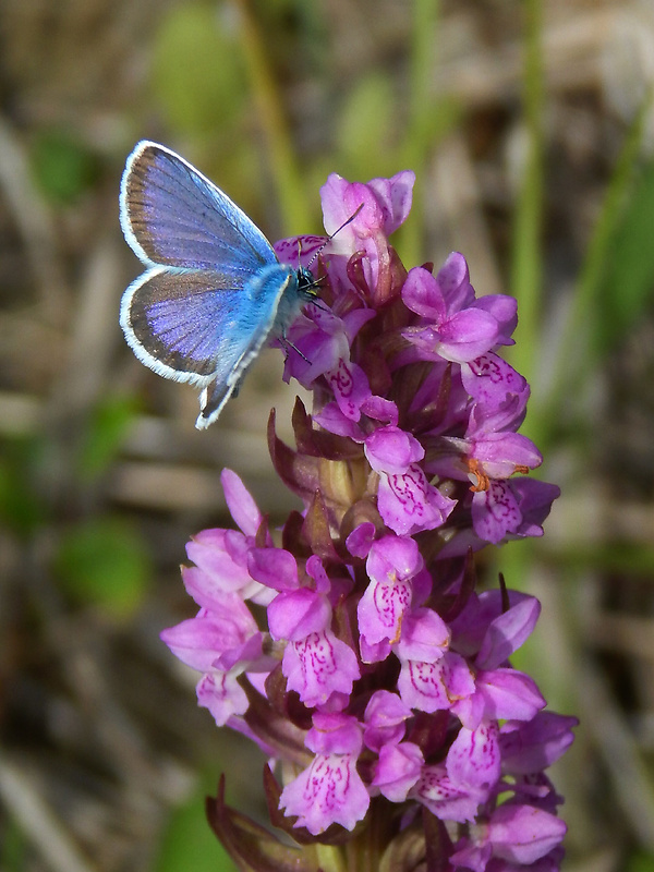 vstavačovec strmolistý pravý Dactylorhiza incarnata subsp. incarnata (L.) Soó