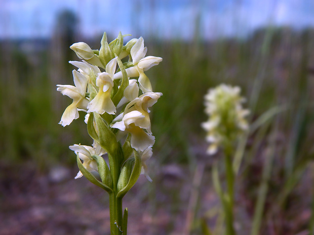 vstavačovec bledožltý Dactylorhiza ochroleuca (Wustnei ex Boll) Holub