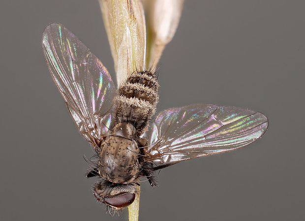 hmyzomorka mušia Entomophthora muscae (Cohn) Fresen.