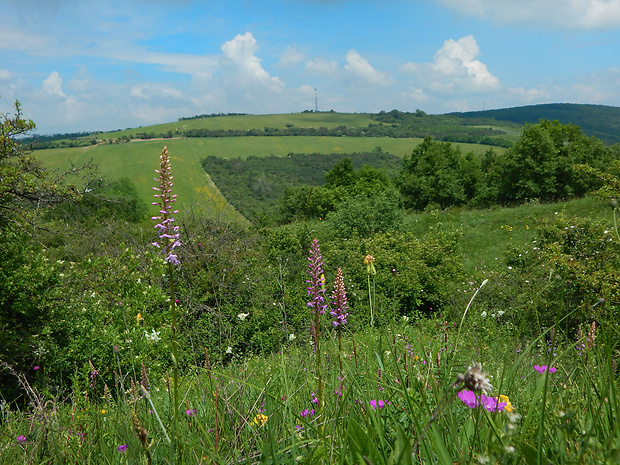 päťprstnica obyčajná Gymnadenia conopsea (L.) R. Br.