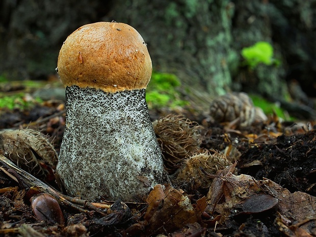 kozák žltooranžový Leccinum versipelle (Fr. & Hök) Snell