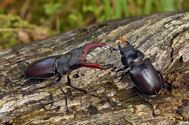 roháč obyčajný Lucanus cervus