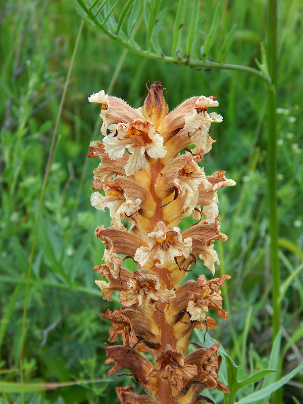 záraza alsaská Orobanche alsatica Kirschl.