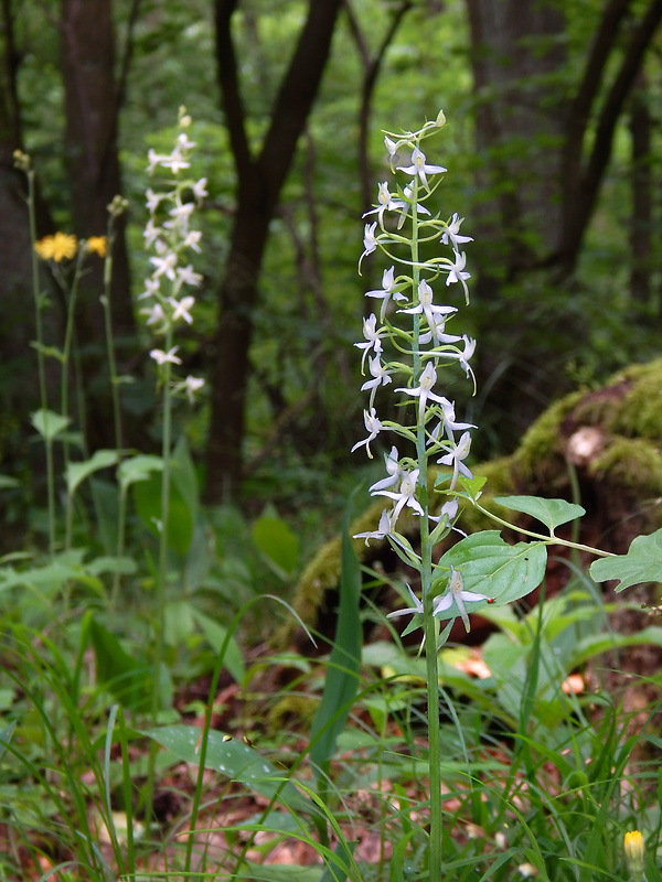 vemenník dvojlistý Platanthera bifolia (L.) Rich.