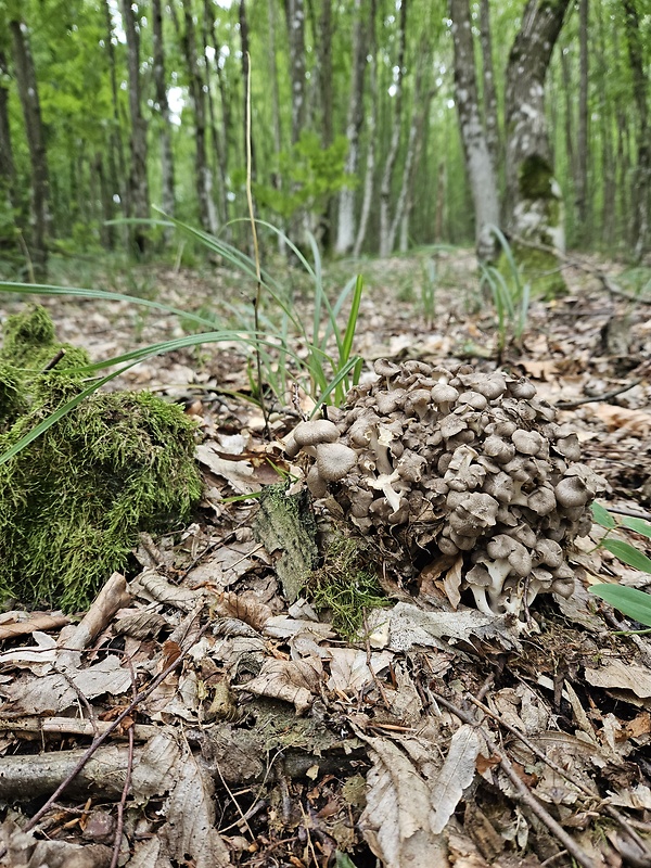 trúdnik klobúčkatý Polyporus umbellatus (Pers.) Fr.