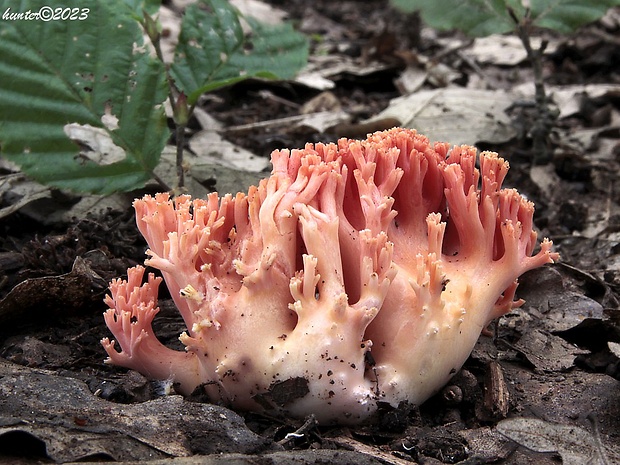 strapačka lososovoružová Ramaria subbotrytis (Coker) Corner