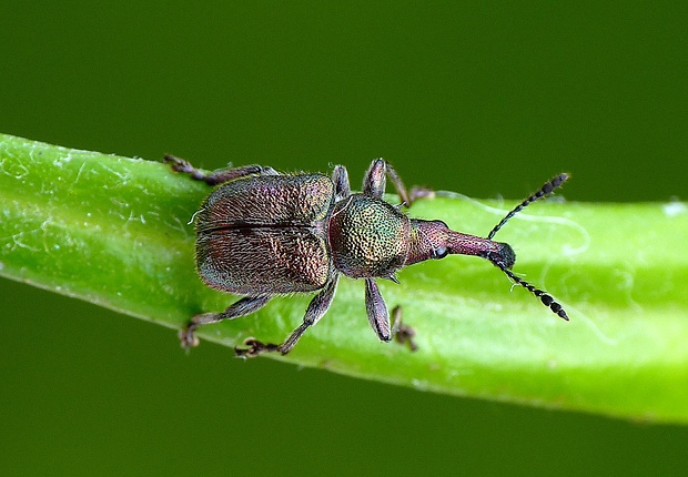 nosánik ovocný Rhynchites auratus