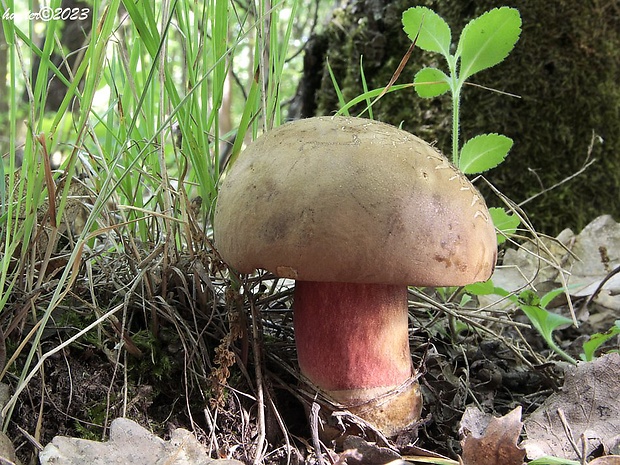 hríb zrnitohlúbikový Sutorius luridiformis (Rostk.) G. Wu & Zhu L. Yang