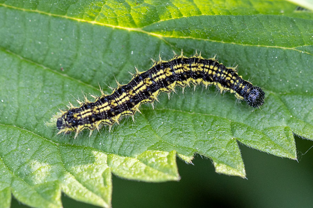 babôčka prhľavová Aglais urticae