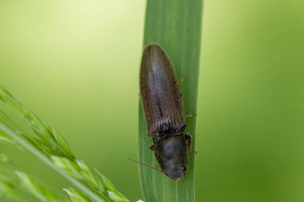 kováčik Agriotes pilosellus