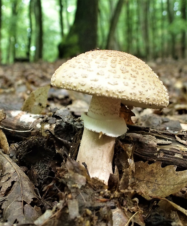 muchotrávka červenkastá Amanita rubescens Pers.