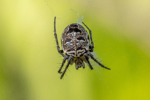 Križiak veľký Araneus angulatus Clerck, 1758