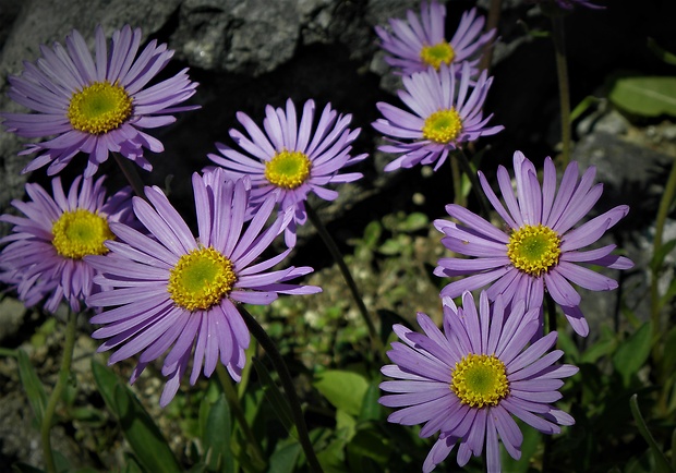 astra alpínska Aster alpinus L.