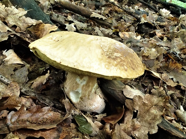 hríb dubový Boletus reticulatus Schaeff.