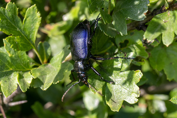 húseničiar hnedý Calosoma inquisitor