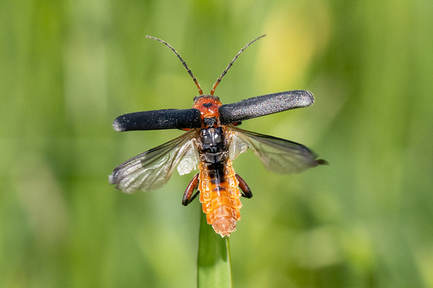 snehuľčík obyčajný Cantharis rustica