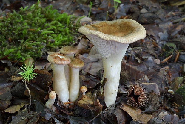 strmuľka lievikovitá Clitocybe gibba (Pers.) P. Kumm.