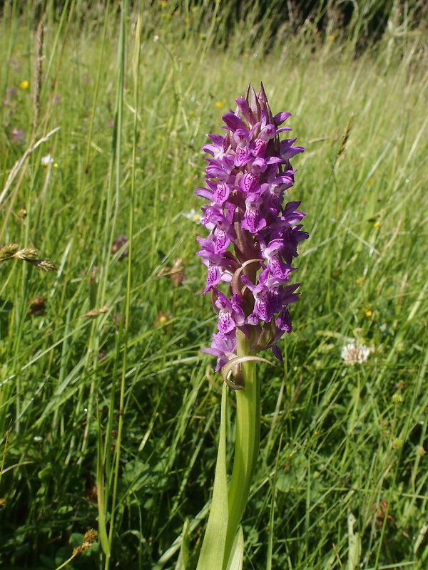 vstavačovec strmolistý pravý Dactylorhiza incarnata subsp. incarnata (L.) Soó