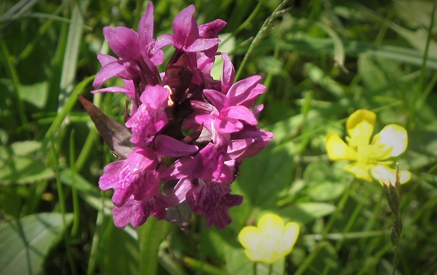 vstavačovec májový pravý Dactylorhiza majalis subsp. majalis (Reincherb.) Hunt & Summerh.