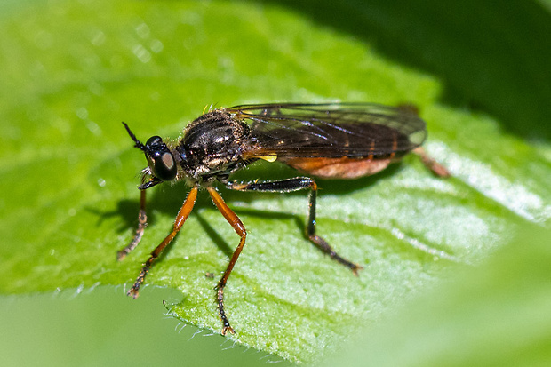 Muchárka štíhla ♂ Dioctria rufipes  (De Geer, 1776)