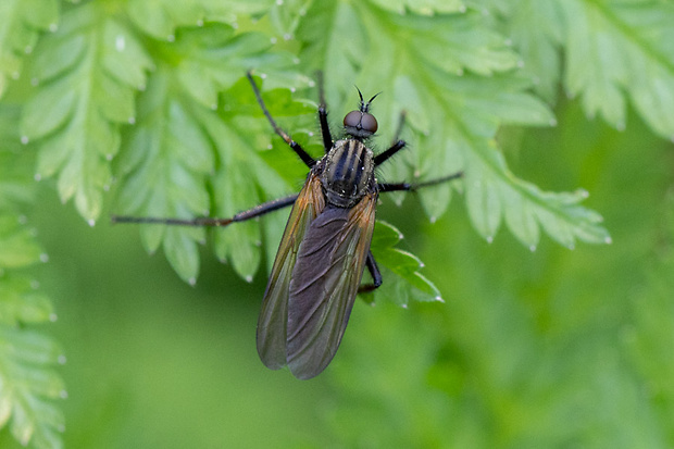 Krúživka obyčajná ♂ Empis (Euempis) tessellata Fabricius, 1794