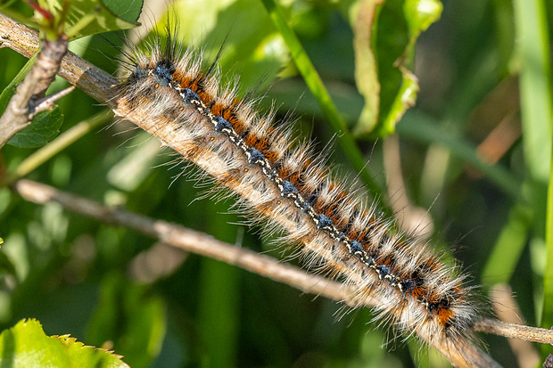 priadkovec trnkový  Eriogaster catax