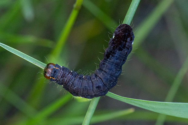 mora bielobodková  Eupsilia transversa