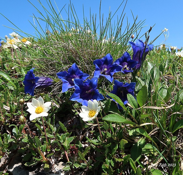 horec clusiov Gentiana clusii Perr. et Songeon