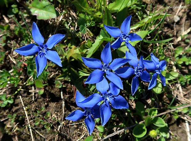 horec jarný Gentiana verna L.