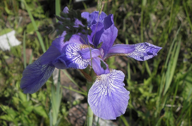 kosatec sibírsky Iris sibirica L.