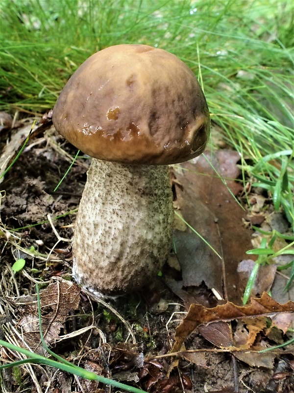 kozák hrabový Leccinum pseudoscabrum (Kallenb.) Šutara