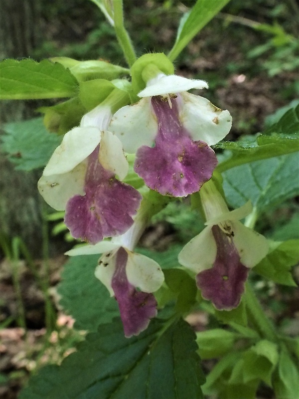 medúnka medovkolistá Melittis melissophyllum L.