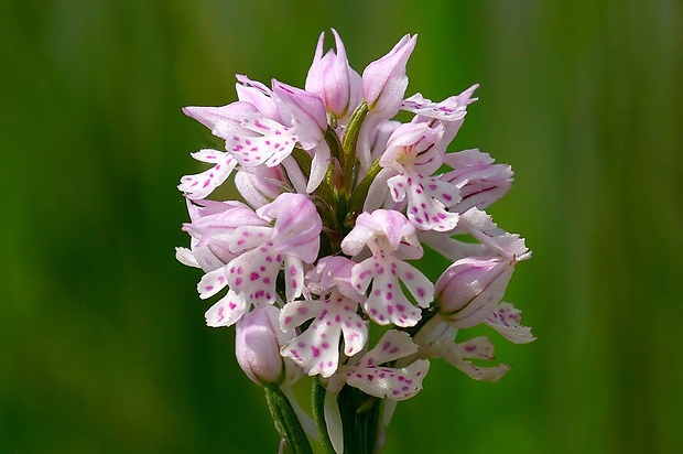 neotinea trojzubá Neotinea tridentata (Scop.) R. M. Bateman, Pridceon et M. W. Chase