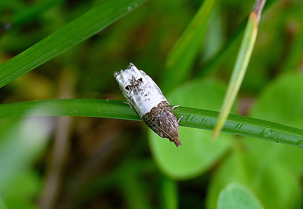 obaľovač stromový Notocelia roborana