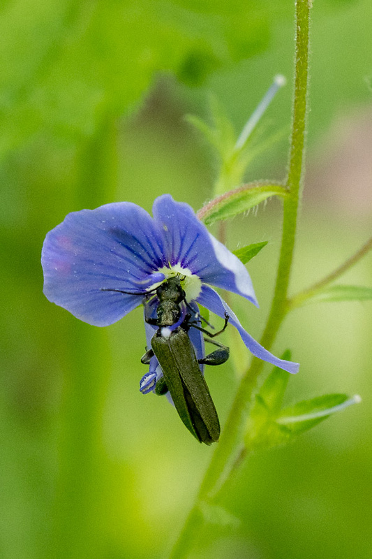 stehnáč  Oedemera virescens