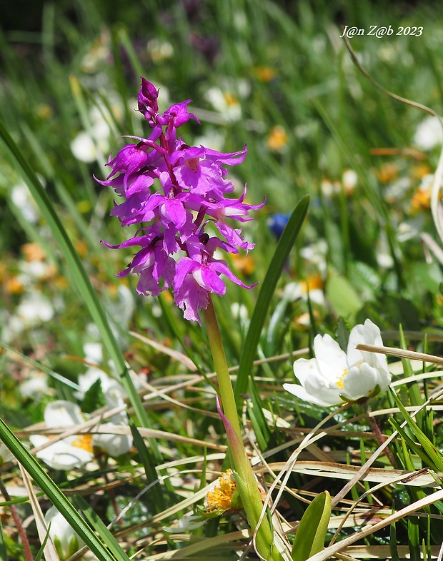 vstavač mužský poznačený Orchis mascula subsp. signifera (Vest) Soó