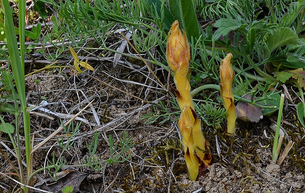 záraza Orobanche sp.