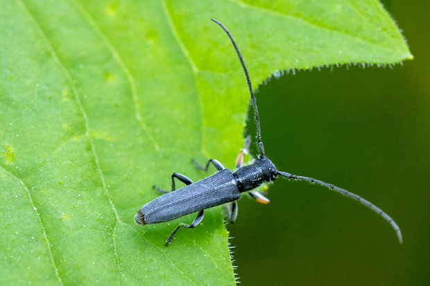 vrzúnik Phytoecia nigricornis