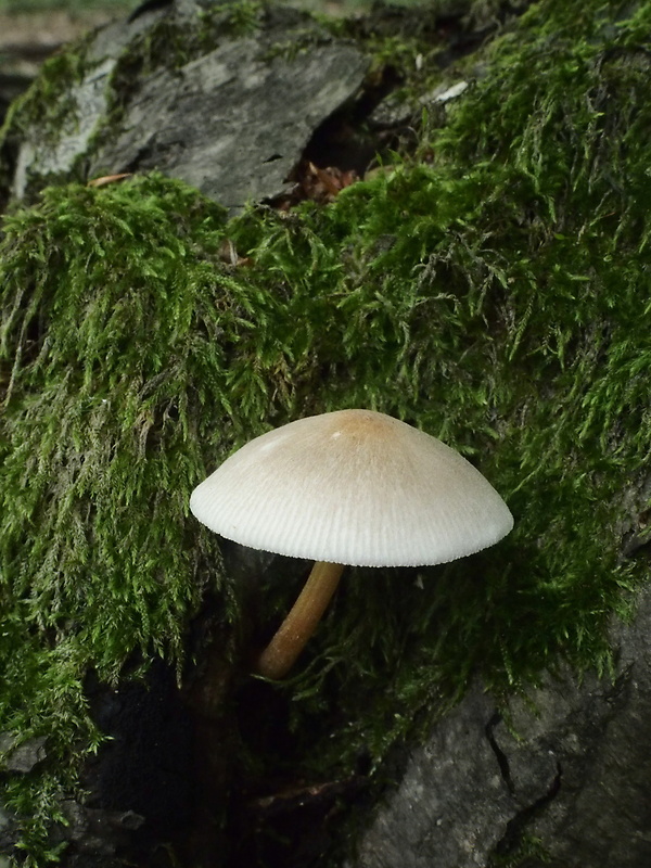 štítovka Pluteus sp.