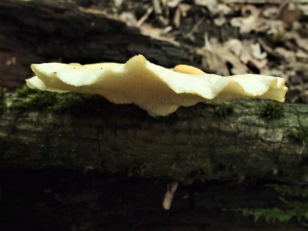 trúdnik Polyporus sp.