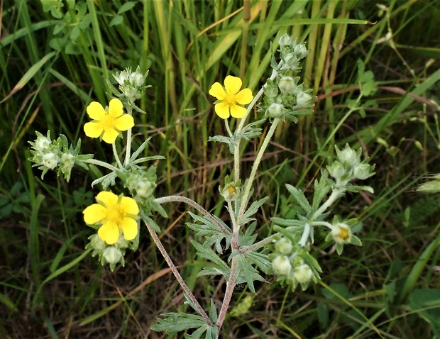 nátržník strieborný Potentilla argentea L.