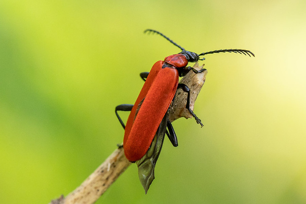 červenáčik ohnivý  Pyrochroa coccinea