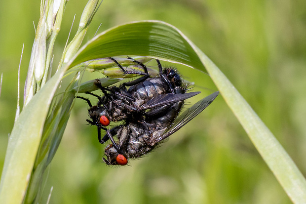 Mäsiarka obyčajná cf.  Sarcophaga carnaria